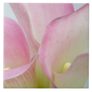 Pink Calla Lilies Tile