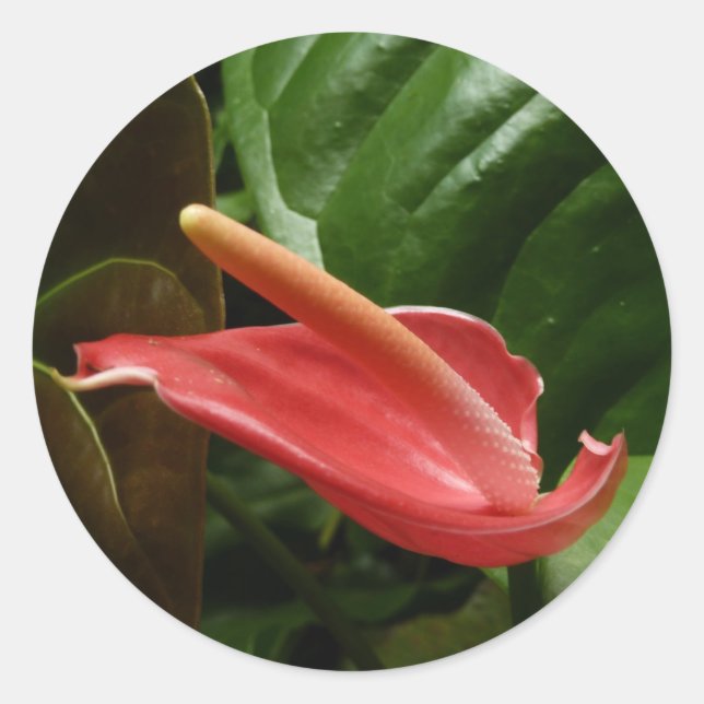 Pink Calla Lily Elegant Floral Classic Round Sticker (Front)