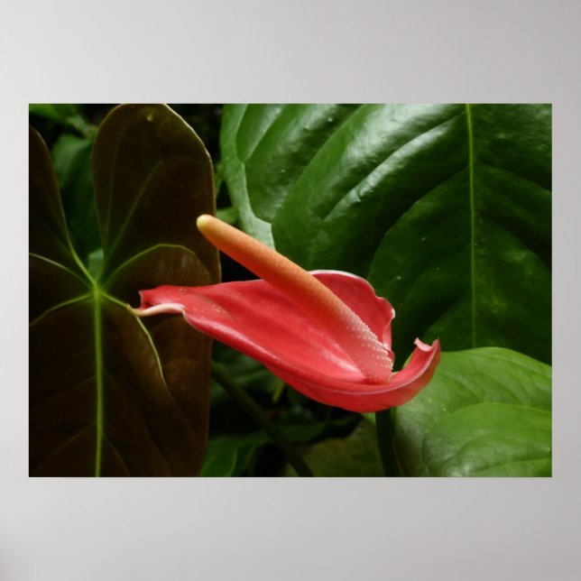 Pink Calla Lily Elegant Floral Poster (Front)