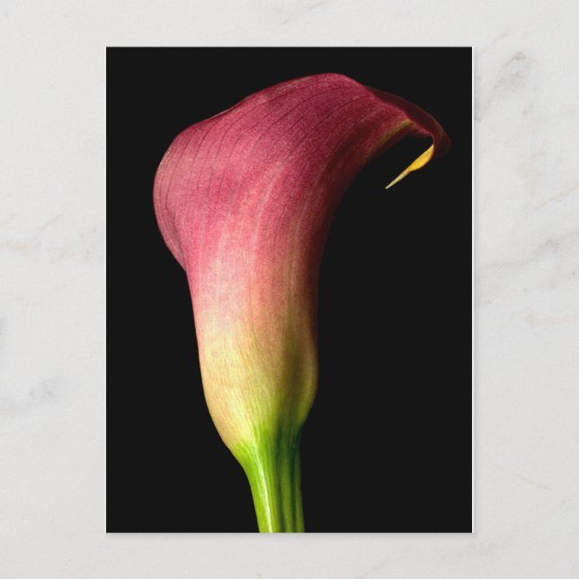 Pink Calla Lily Postcard (Front)