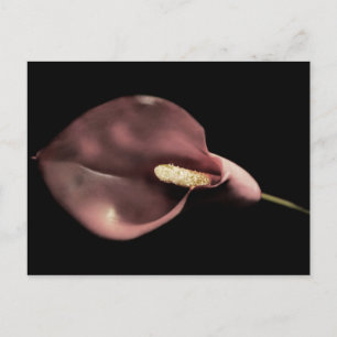 Pink Calla - Postcard