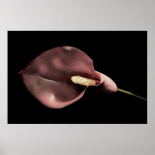 Pink Calla Poster