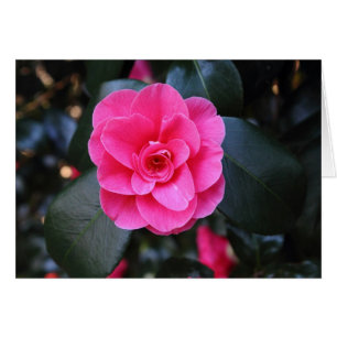 Pink Camellia