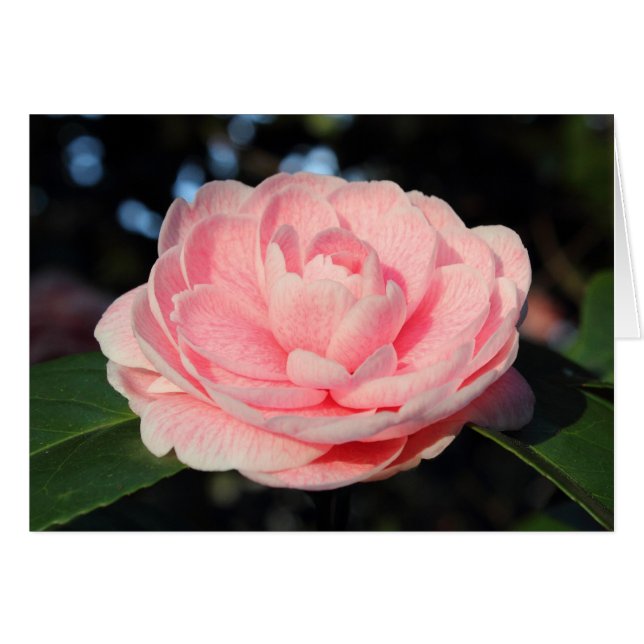 Pink Camellia (Front Horizontal)