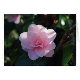 Pink Camellia