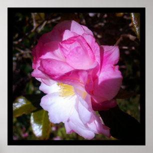 Pink Camellia Blossom Photo Poster