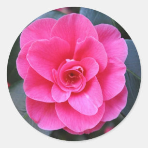 Pink Camellia Classic Round Sticker