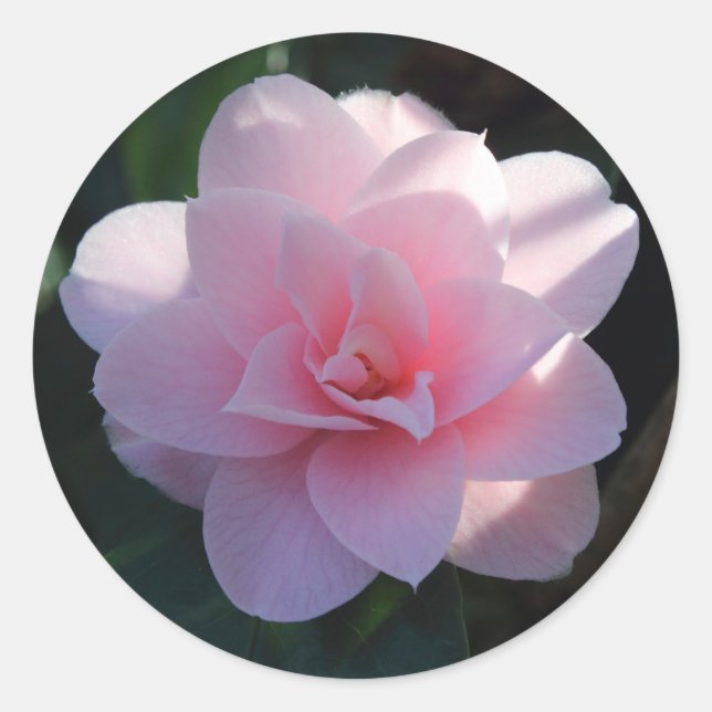 Pink Camellia Classic Round Sticker (Front)