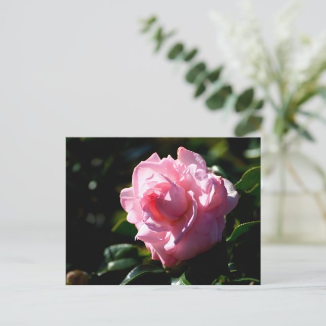 Pink Camellia Flower Postcard (Standing Front)