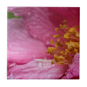 Pink Camellia Flower Stamens Ceramic Tile