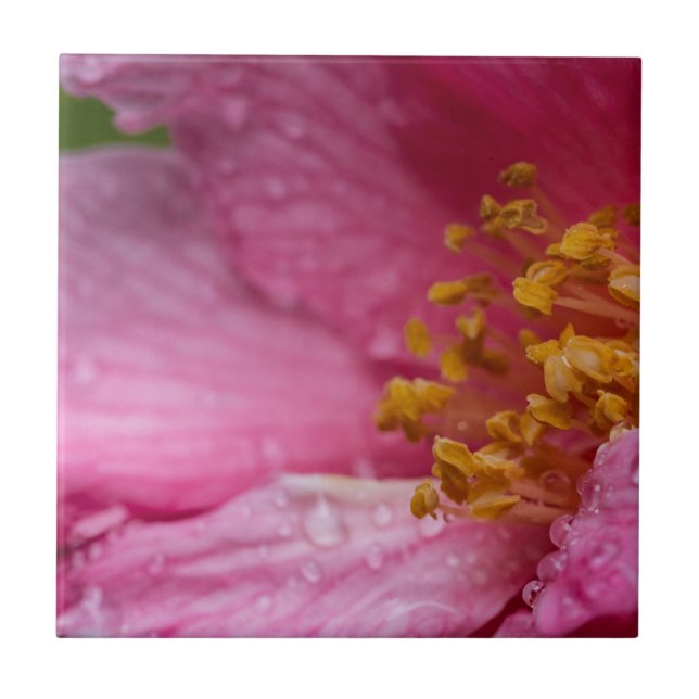 Pink Camellia Flower Stamens Ceramic Tile (Front)