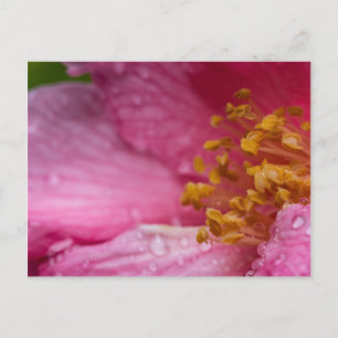 Pink Camellia Flower Stamens Postcard