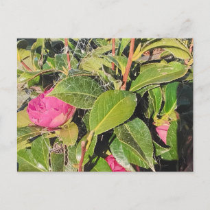 Pink Camellia Flowers Blooming Among Green Leaves Postcard