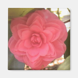Pink Camellia Magnet