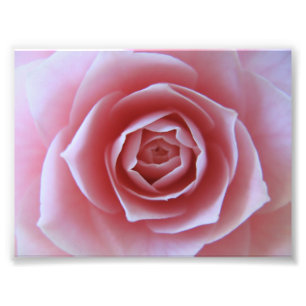 Pink Camellia Photo Print