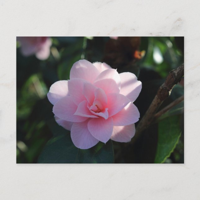 Pink Camellia Postcard (Front)