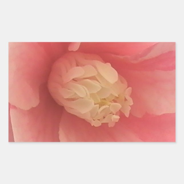 Pink Camellia Rectangular Sticker (Front)