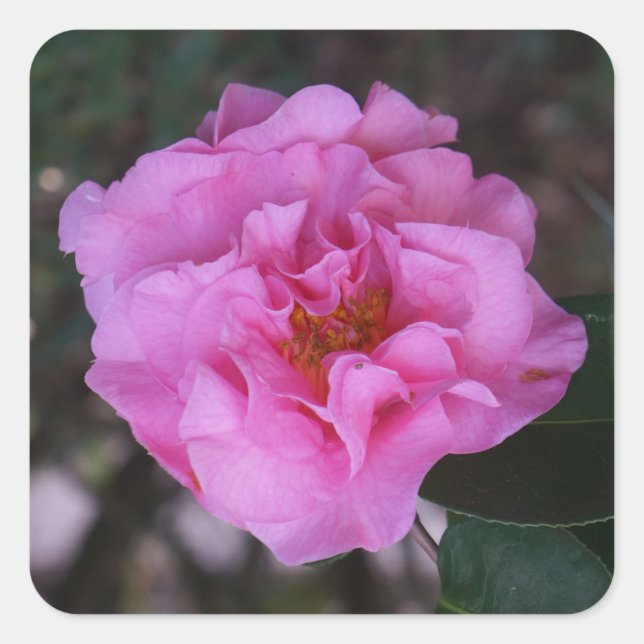 Pink Camellia Stickers (Front)