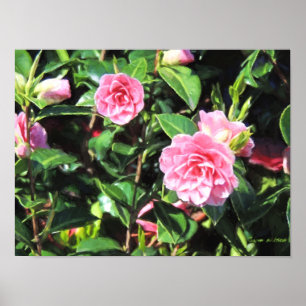 Pink Camellias Digital Painting Wall Art