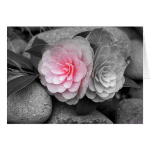 Pink Camellias Photograph Greeting Card