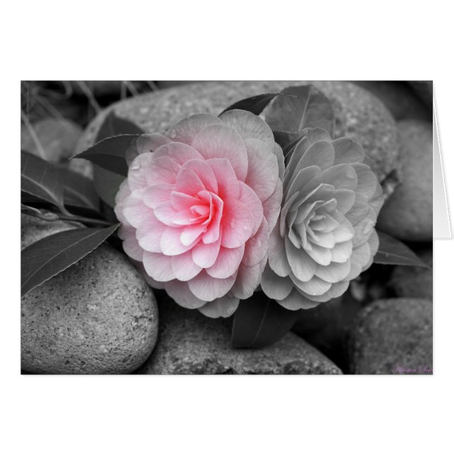 Pink Camellias Photograph Greeting Card (Front Horizontal)
