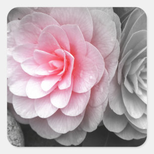 Pink Camellias Photograph Square Sticker