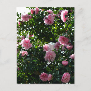 Pink Camellias: Tokyo, Japan Postcard