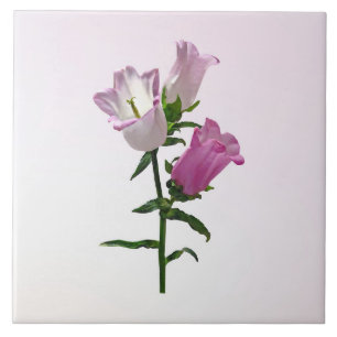 Pink Canterbury Bells Ceramic Tile