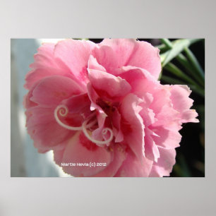 Pink Carnation Close-Up Poster