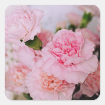 pink carnation flowers vintage style photography