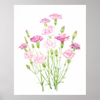 pink carnation flowers watercolor poster