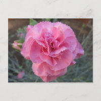 Pink Carnation