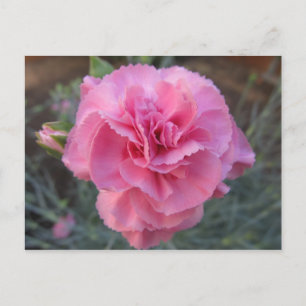 Pink Carnation Postcard