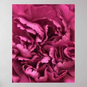Pink Carnation Poster