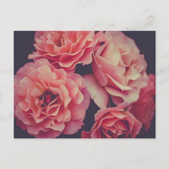 Pink Carnations Flowers Postcard (Front)