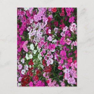 Pink carnations postcard