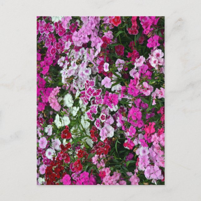 Pink carnations postcard (Front)