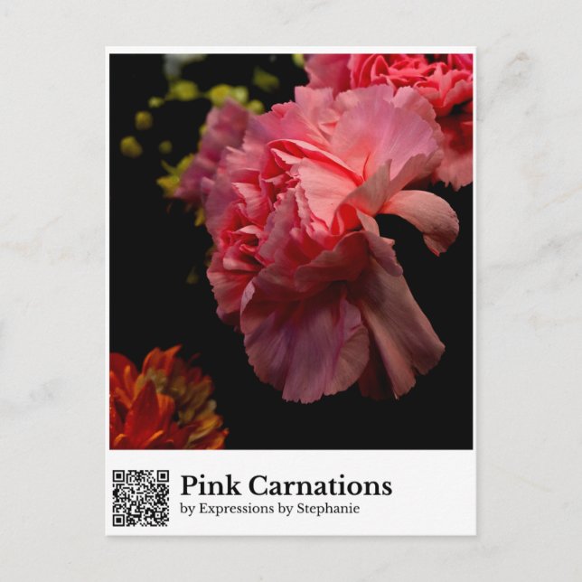 Pink Carnations Postcard (Front)