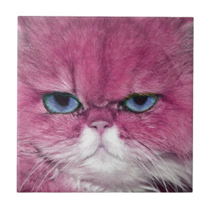 PINK CAT FIERCE LOOK CAT EYES, FUN PINK CAT TILE