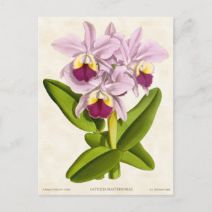Pink Cattleya Orchid Vintage Botanical Postcard