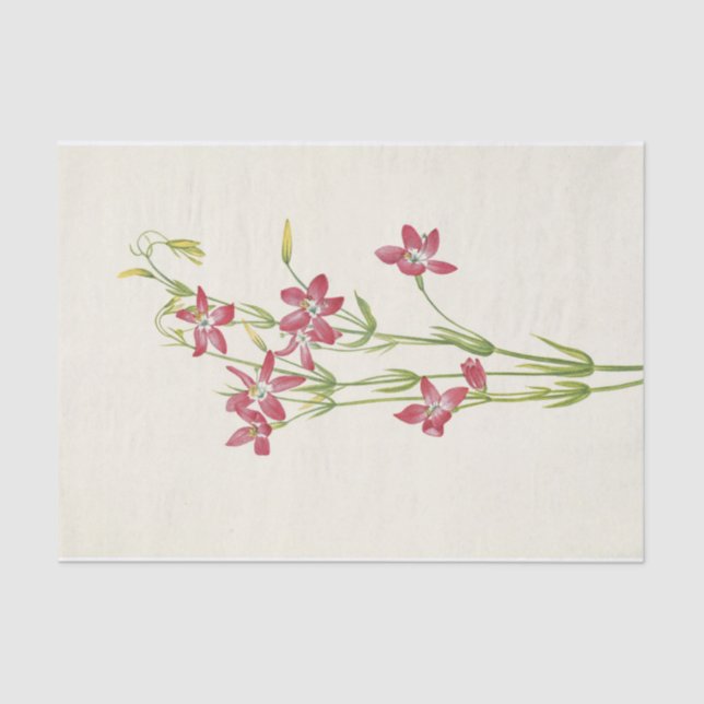 Pink Centaurium by Mary Vaux Walcott Tissue Paper (Front)