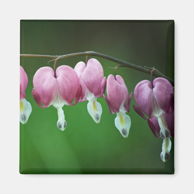 Pink Charms Magnet (Front)