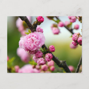 Pink Cherry Blossom Buds Postcard