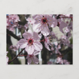 Pink Cherry Blossom Flower Tree Post Card