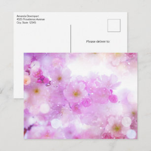 Pink Cherry Blossom Flowers Photo Postcard