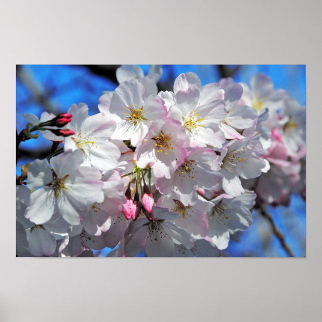 Pink Cherry Blossom Flowers Poster (Front)