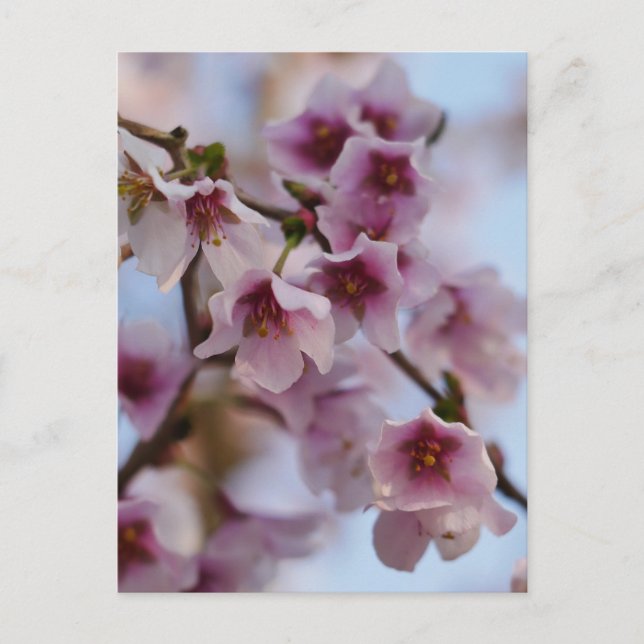 Pink Cherry Blossom Postcard (Front)
