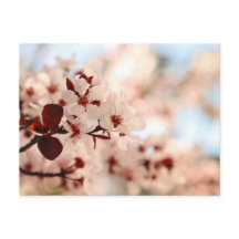 Pink Cherry Blossom Postcard