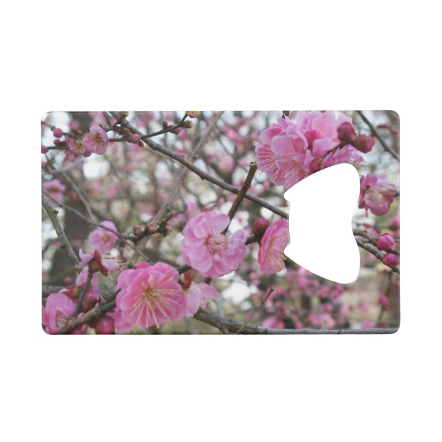 Pink Cherry Blossom / Sakura / サクラ（桜) (Front (Horizontal))