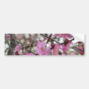 Pink Cherry Blossom / Sakura / サクラ（桜) Bumper Sticker